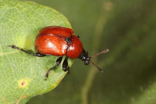 Attelabus nitens